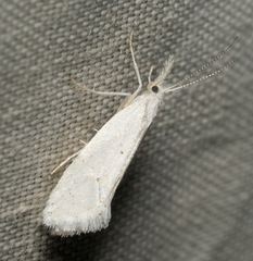 Euceratia castella