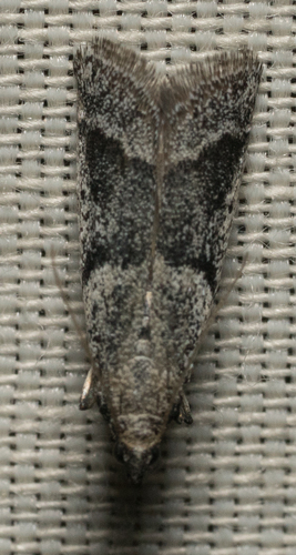 iNaturalist observation photo of Dusky Raisin Moth