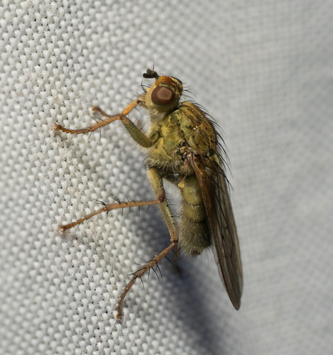 iNaturalist observation photo of Scathophaga