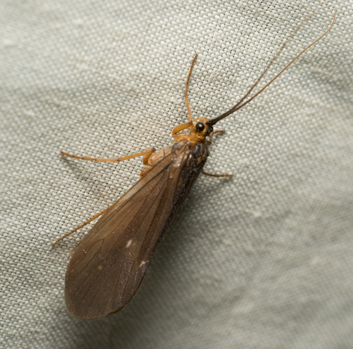 iNaturalist observation photo of Caddisflies