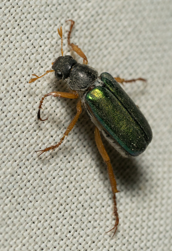 iNaturalist observation photo of Dichelonyx