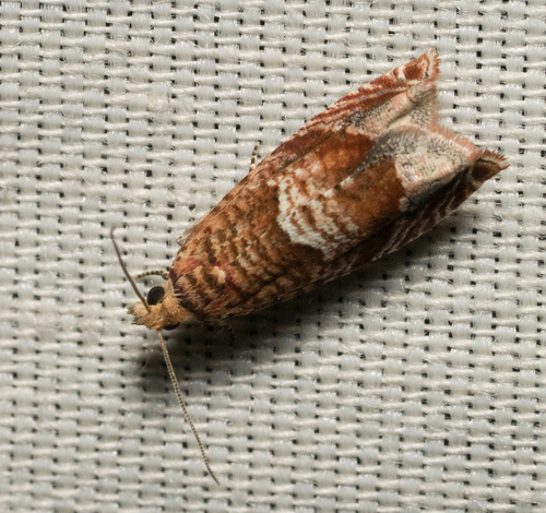 iNaturalist observation photo of Olethreutine Leafroller Moths
