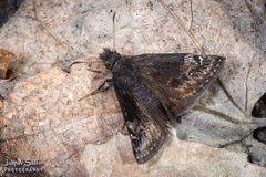 Erynnis lucilius