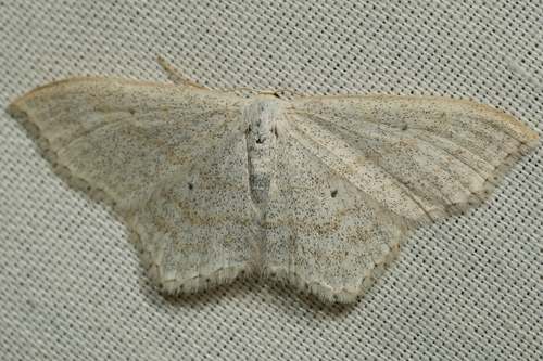 iNaturalist observation photo of Geometer Moths