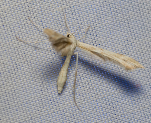 iNaturalist observation photo of Yarrow Plume Moth