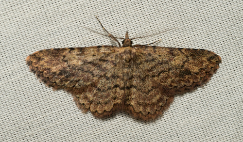iNaturalist observation photo of Geometrid and Swallowtail Moths