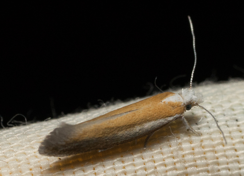 iNaturalist observation photo of Zelleria
