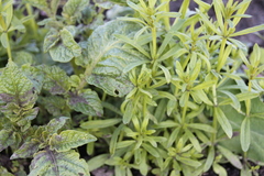 Galium aparine