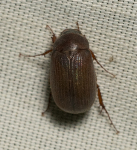 iNaturalist observation photo of Scarabs