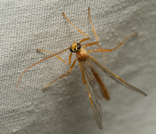 iNaturalist observation photo of Ophion Wasps
