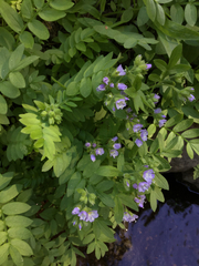 Polemonium californicum