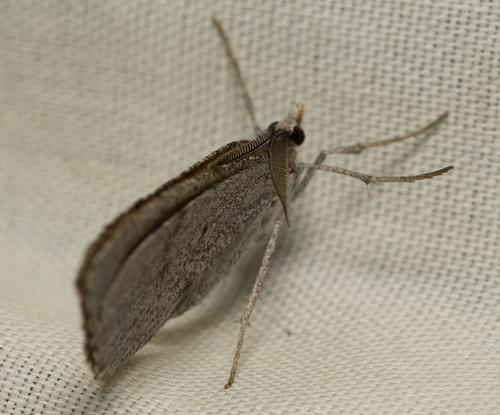 iNaturalist observation photo of Geometer Moths