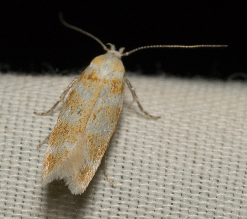iNaturalist observation photo of Butterflies and Moths