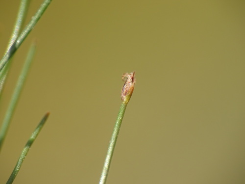 Image of Eleocharis acicularis by no rights reserved