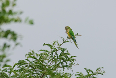 Eupsittula cactorum