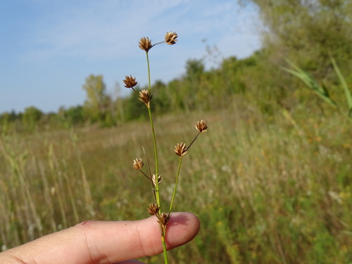 Juncus X nodosiformis