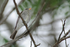 Contopus cinereus