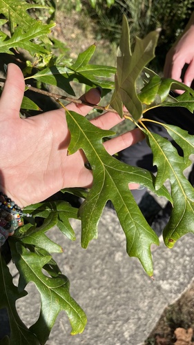 Image of Quercus lyrata by (c) diana schwartz, some rights reserved (CC BY)