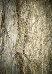 Hemidactylus angulatus