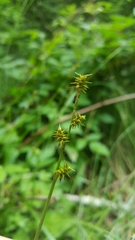 Carex ruthii