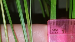 Carex ruthii