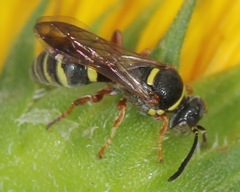 Hoplisoides