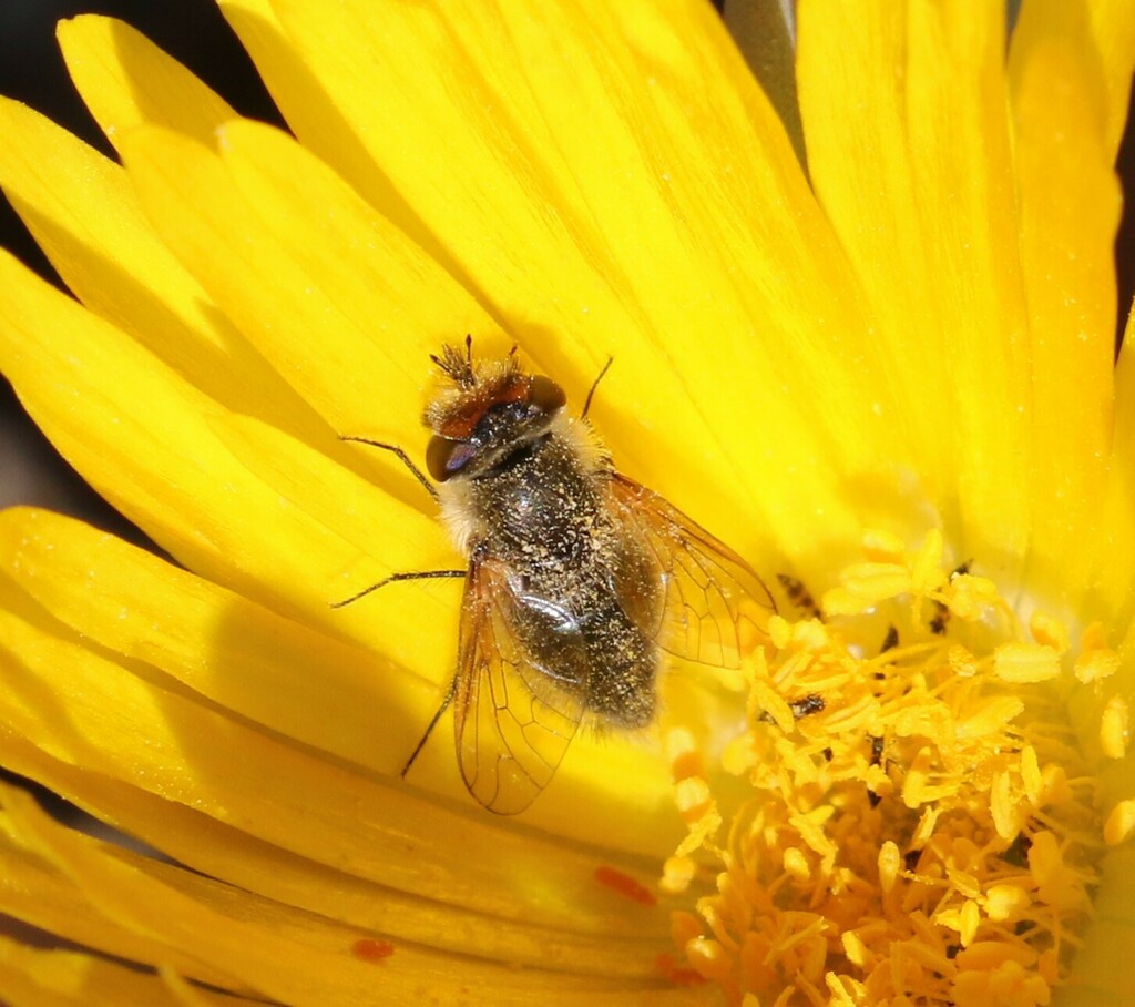 Callynthrophora marginifrons