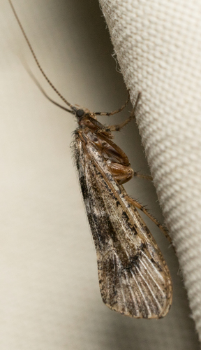 iNaturalist observation photo of Limnephilini