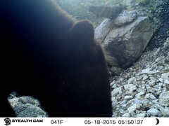 Ursus americanus machetes