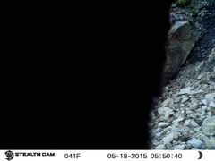 Ursus americanus machetes