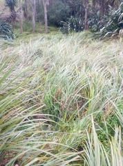 Carex geminata