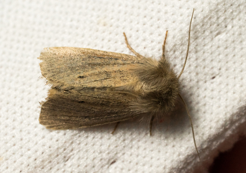 iNaturalist observation photo of Cutworm Moths and Allies