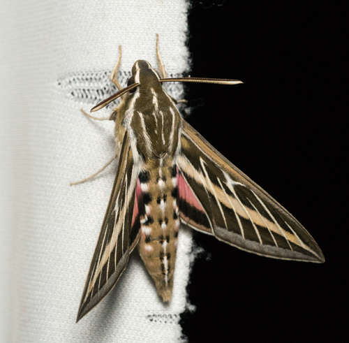 iNaturalist observation photo of White-lined Sphinx