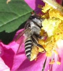 Megachile brevis