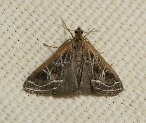 iNaturalist observation photo of Fulvous-edged Pyrausta