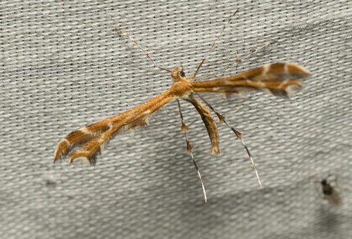 iNaturalist observation photo of Hawkweed Plume Moth