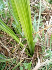 Carex geminata