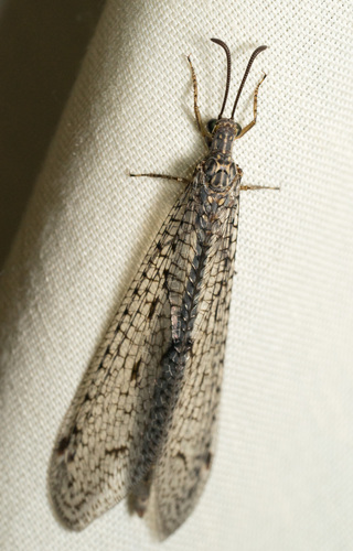 iNaturalist observation photo of Antlions and Owlflies