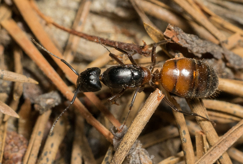 iNaturalist observation photo of Carpenter and Sugar Ants