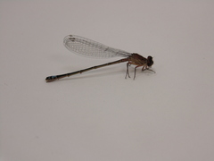 Ischnura damula