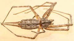Tamopsis platycephala