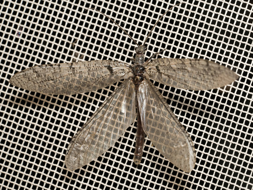 iNaturalist observation photo of Protochauliodes montivagus
