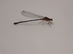 Ischnura damula