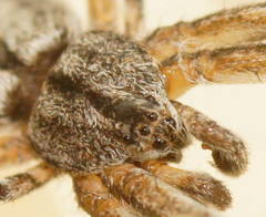 Tamopsis platycephala