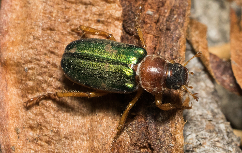iNaturalist observation photo of Dichelonyx