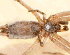 Tamopsis platycephala
