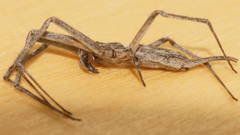 Tamopsis platycephala