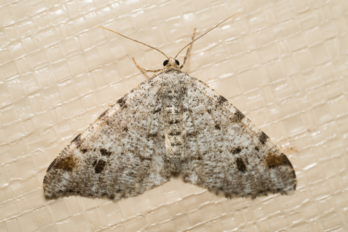 iNaturalist observation photo of Geometer Moths