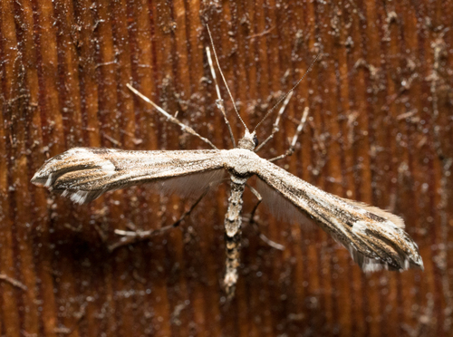 iNaturalist observation photo of Pterophorinae