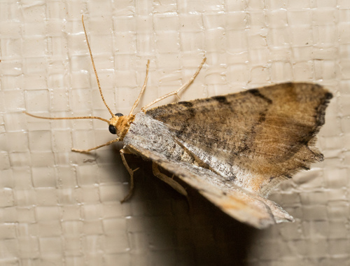 iNaturalist observation photo of Macaria adonis